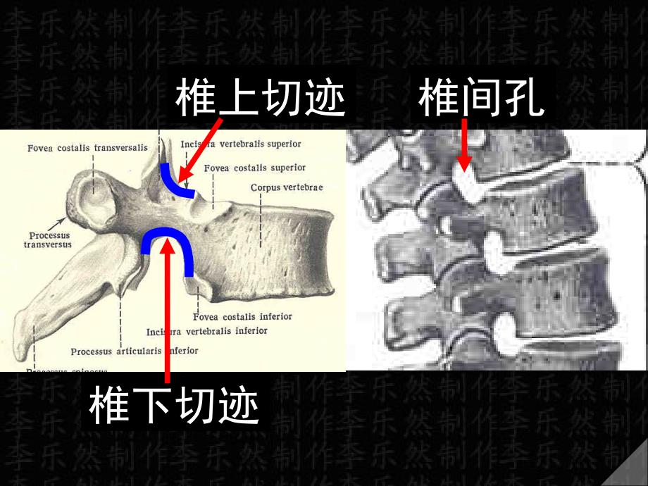 《躯干骨及其连结》PPT课件_第4页