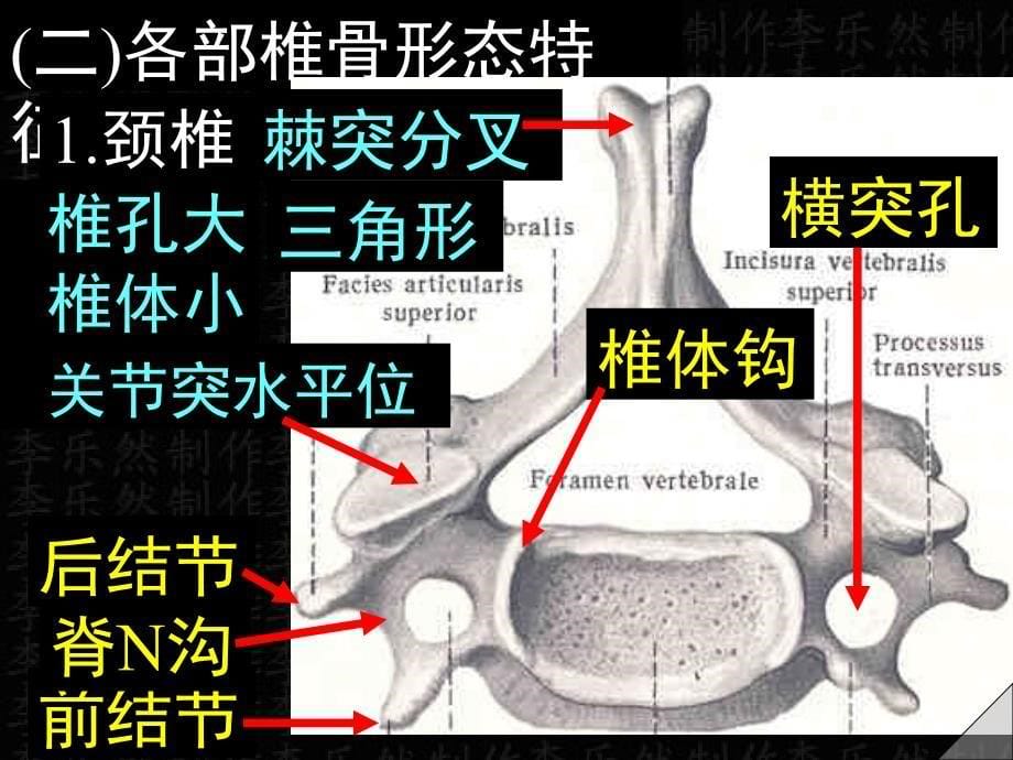 《躯干骨及其连结》PPT课件_第5页