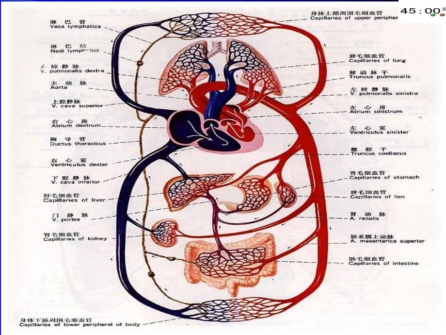 医学专题新本科心脏瓣膜病_第5页