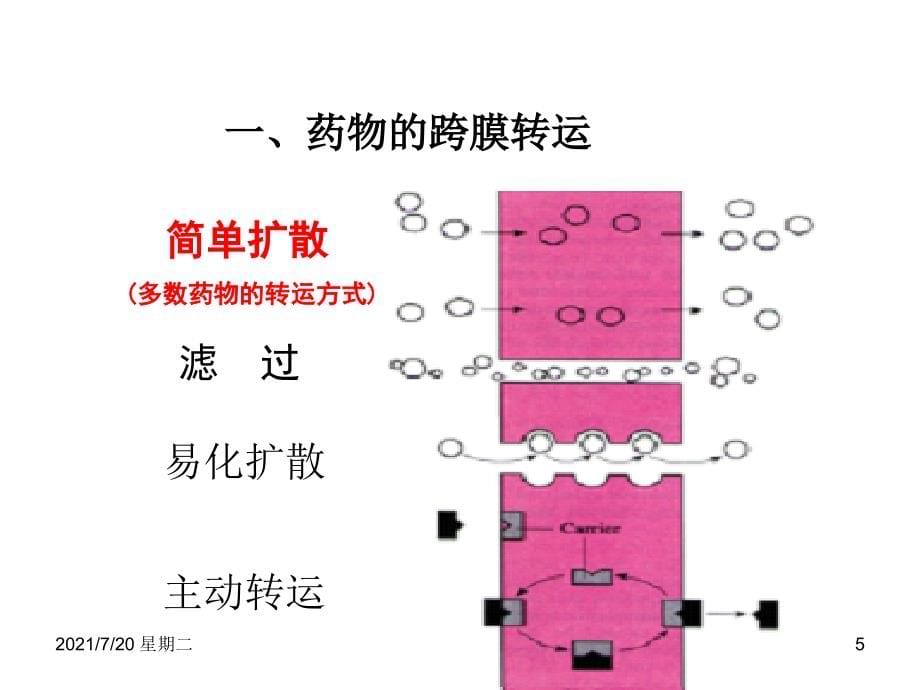 医学专题药动学_第5页