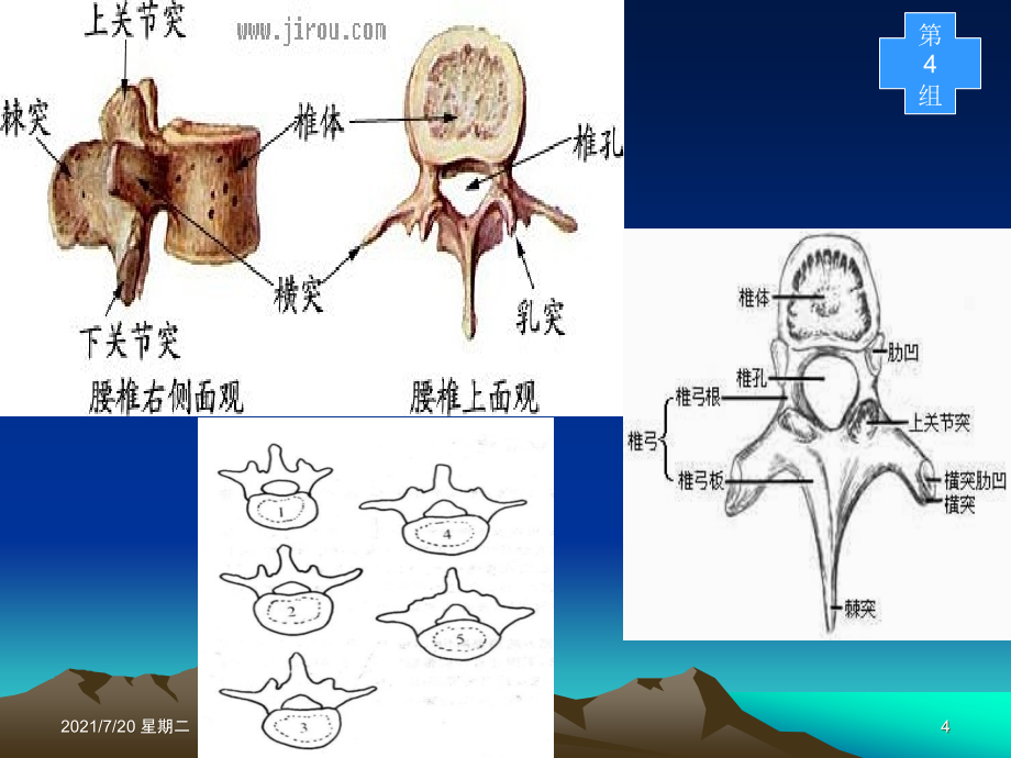 医学专题腰椎滑脱切开复位内固定术4_第4页