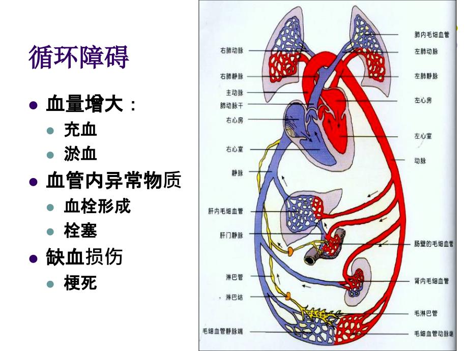 病理学：第四章 血液及体液循环障碍_第2页