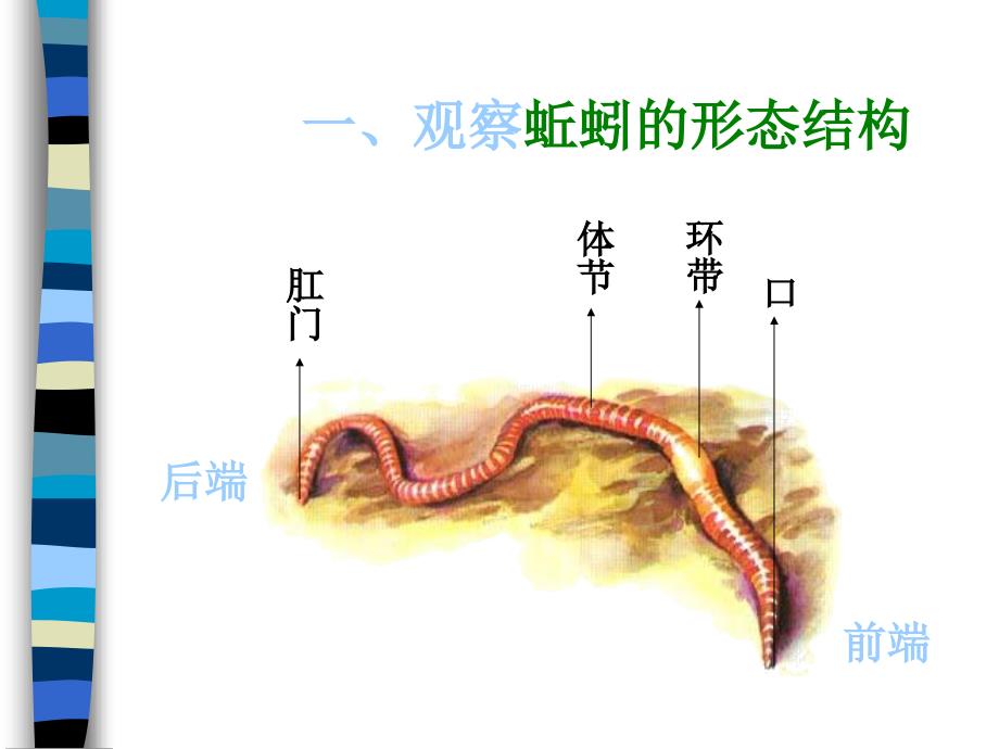 蚯蚓PPT课件1_第4页