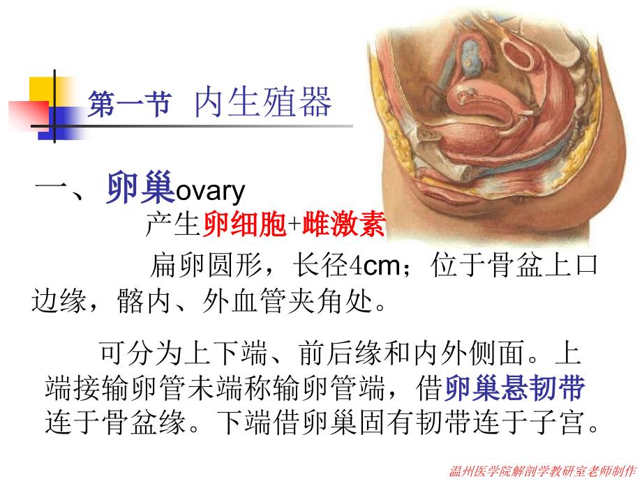 系统解剖学课件：女生殖_第3页