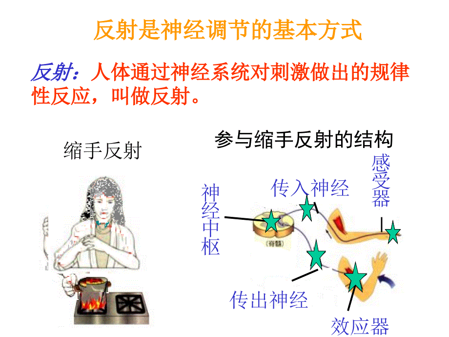 反射是神经调节的基本方式_第1页