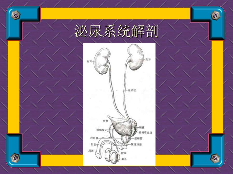 泌尿系统疾病诊治讲课讲稿_第2页