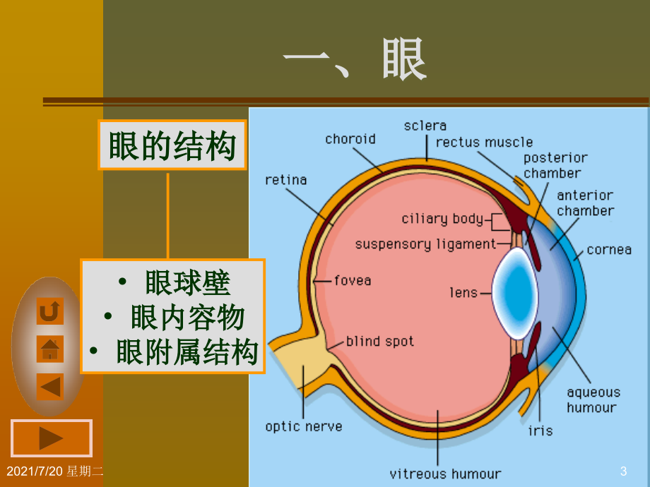 医学专题眼和耳_第3页