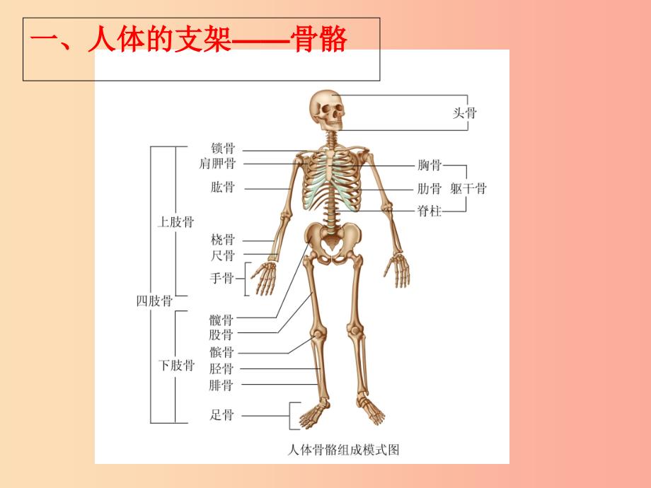 八年级生物上册 6.17.1《人体的运动》课件 （新版）苏科版.ppt_第3页