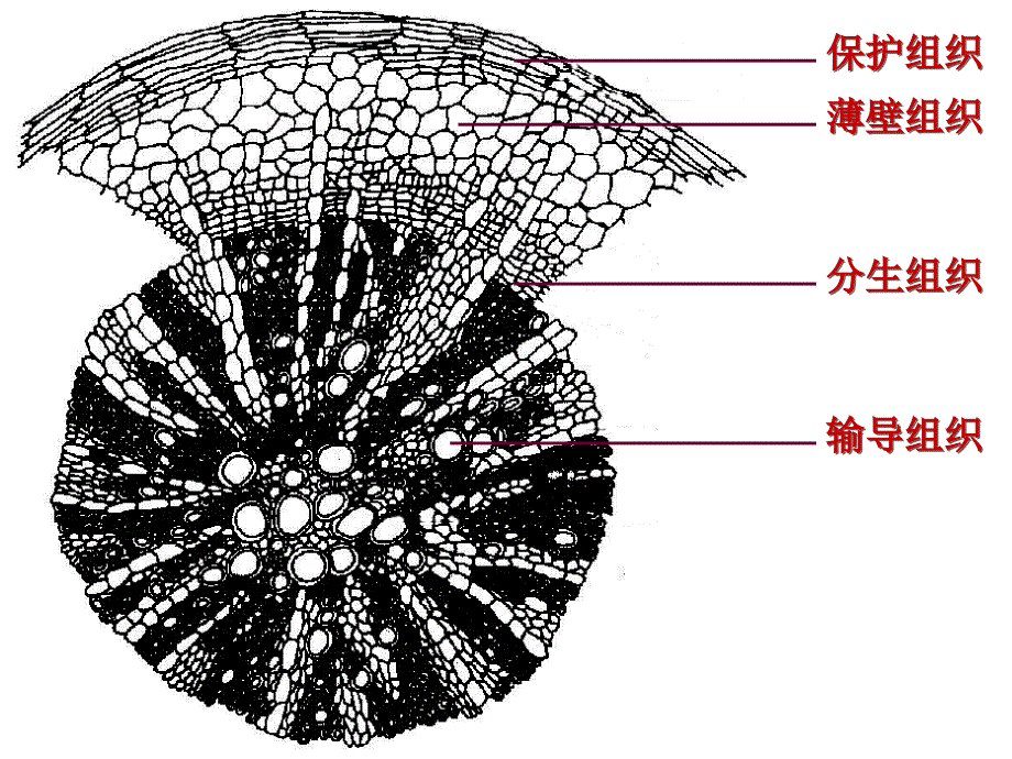 ok药用植物学第二章植物物组织_第3页