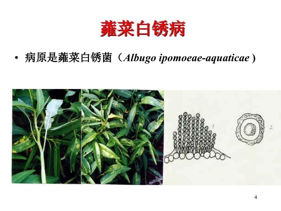 植物低等真菌病害防治技术参考PPT_第4页