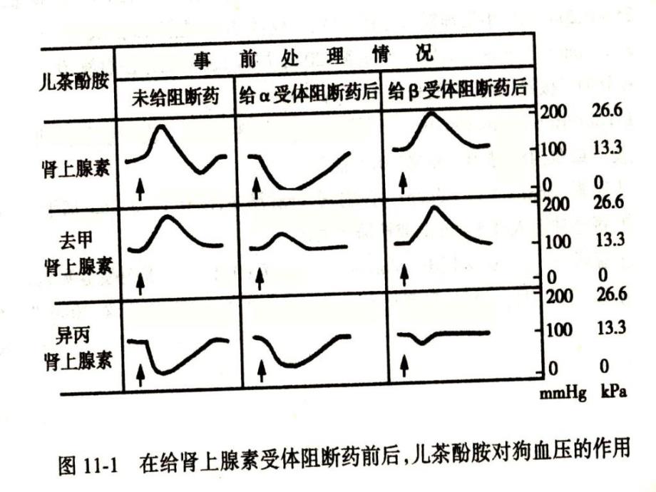 肾上腺素受体阻断药_第4页