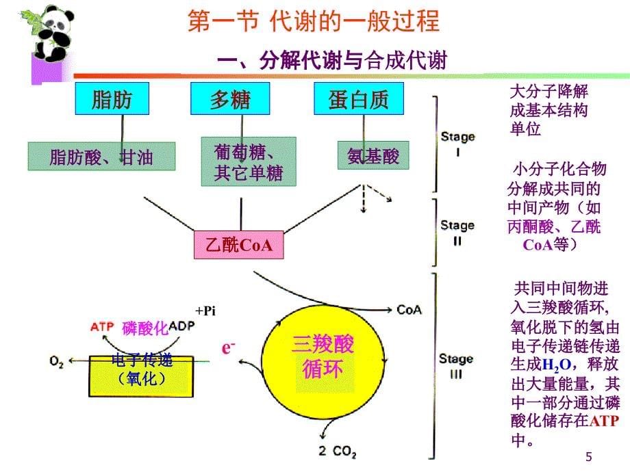 生物化学课件生物氧化_第5页