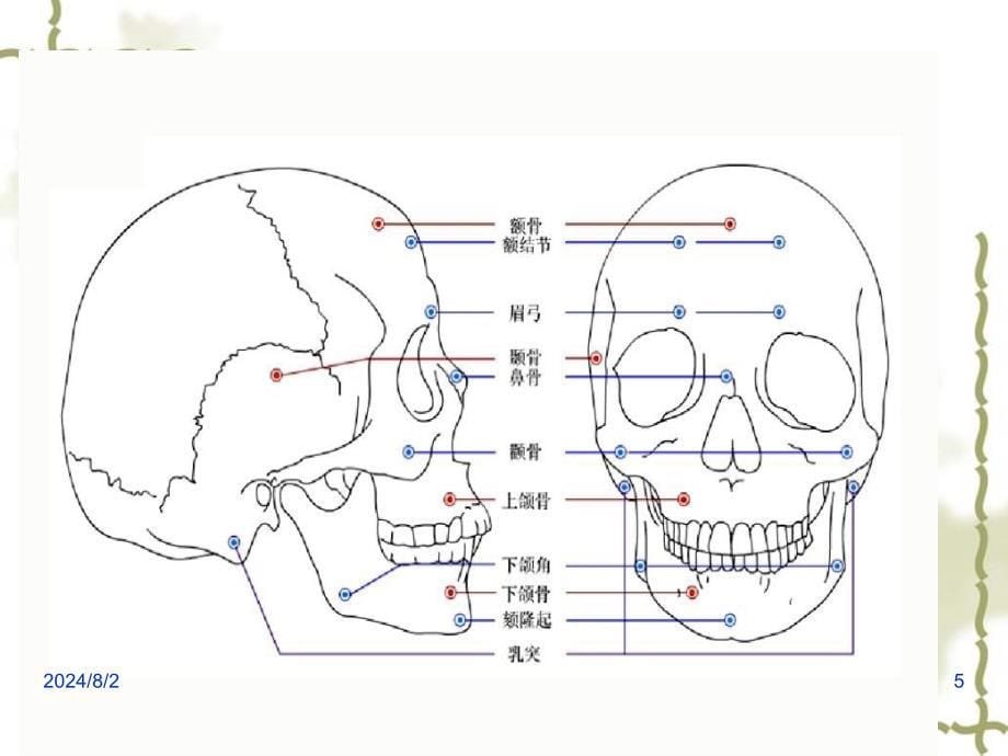 头颅体表定位ppt参考课件_第5页