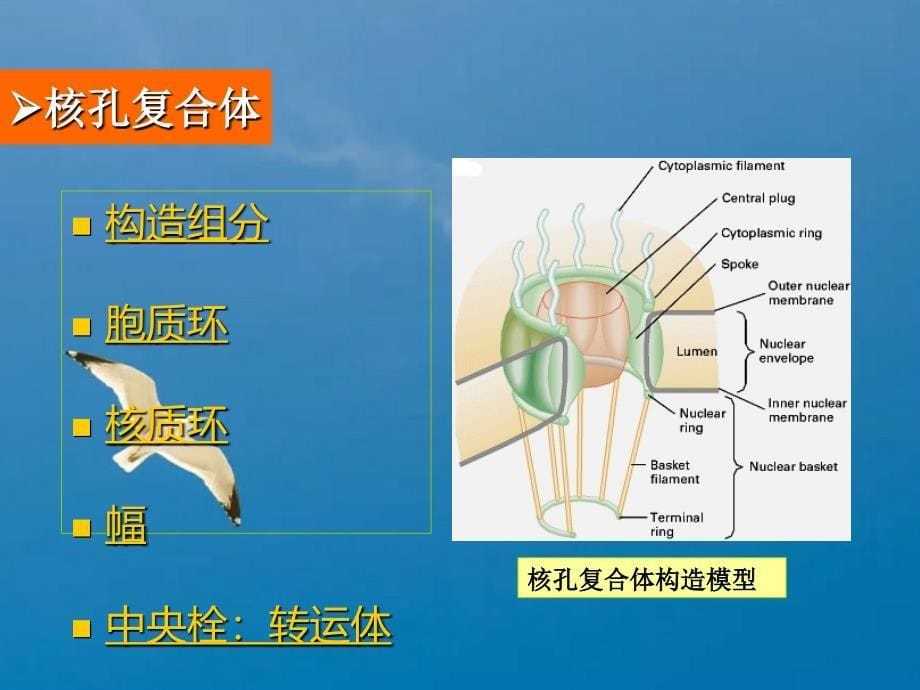 细胞核与染色体ppt课件_第5页