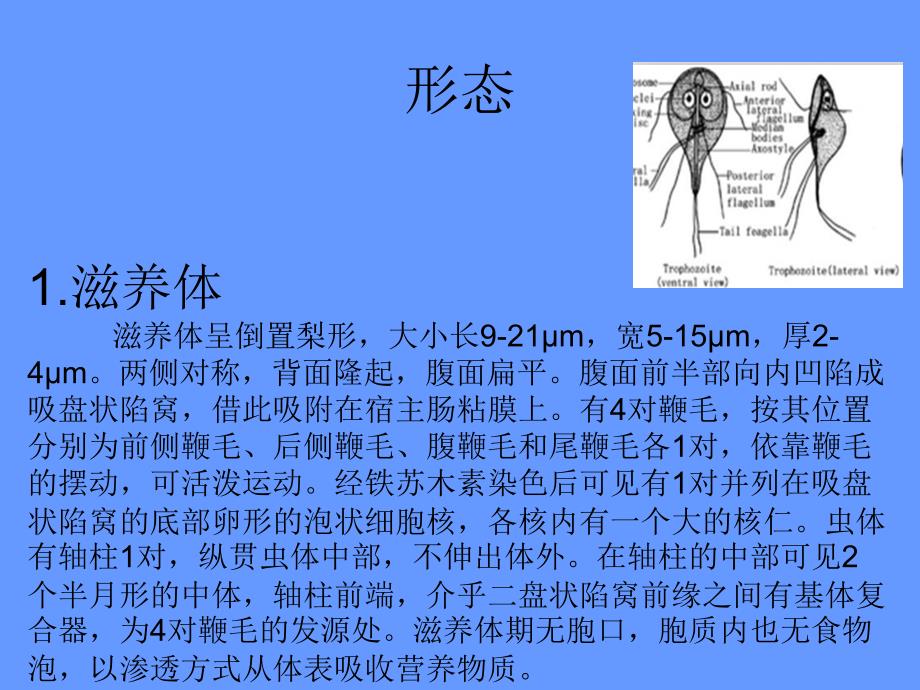 蓝氏贾第鞭毛虫经典PPT讲解_第3页