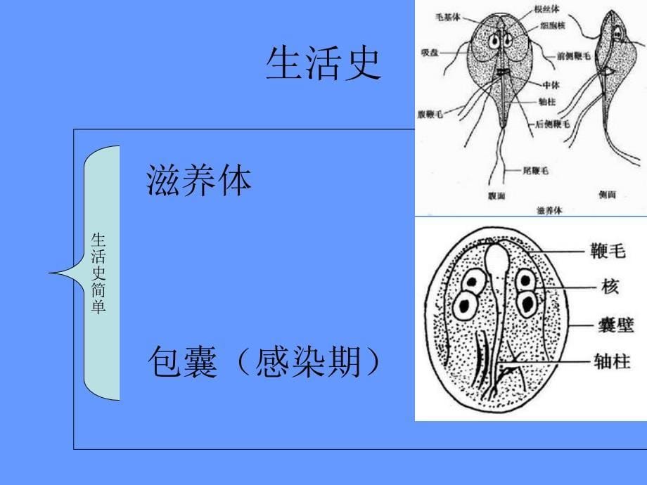 蓝氏贾第鞭毛虫经典PPT讲解_第5页