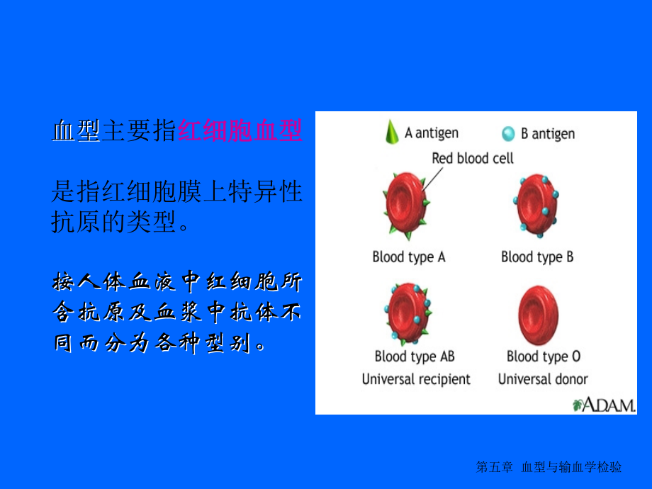 血型与输血学检验课件_第4页