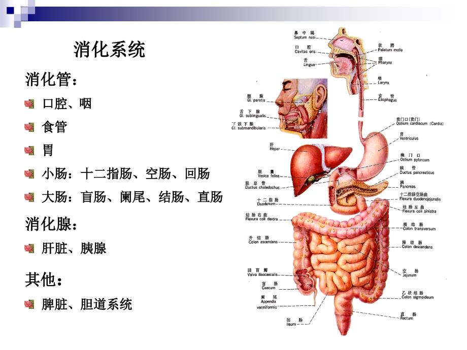 胃肠道疾病影像诊断总论_第2页