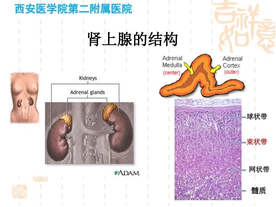 库欣综合征临床表现和鉴别诊断难点西安医学院_第5页