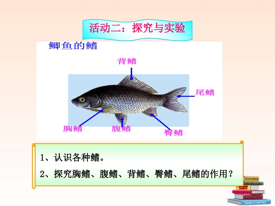 生物上册第二单元第二章第一节动物的主要类群课件济南课件_第4页