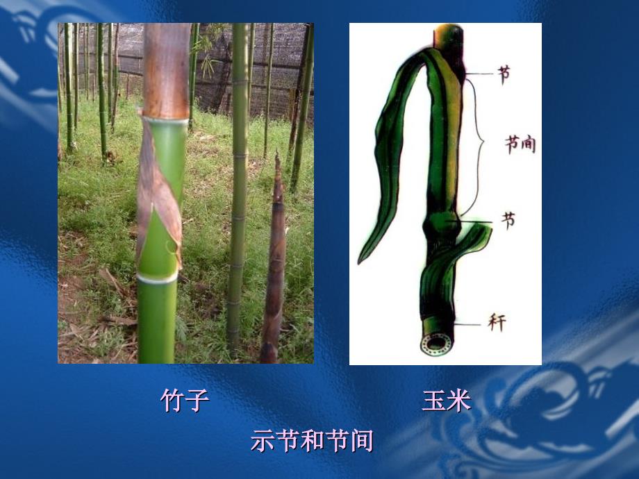 《茎的结构与功能》PPT课件_第4页