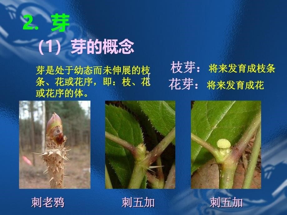 《茎的结构与功能》PPT课件_第5页