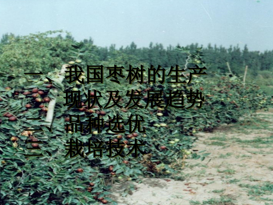 枣树优良品种及丰产栽培技术课件_第2页