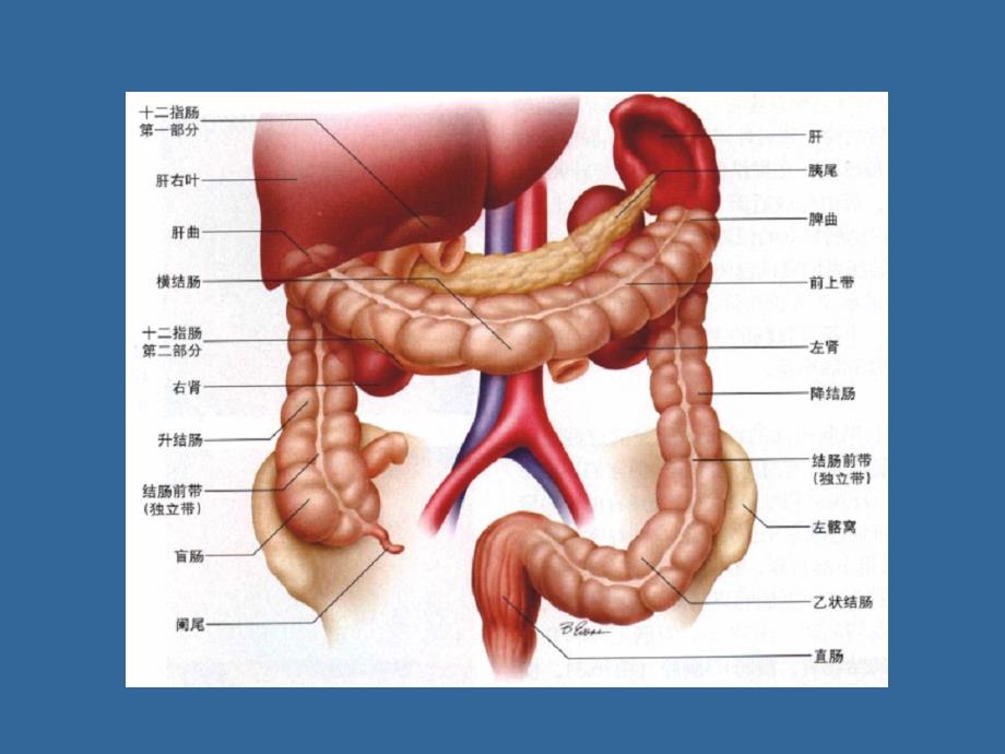 盆腔CT断层解剖.ppt_第4页