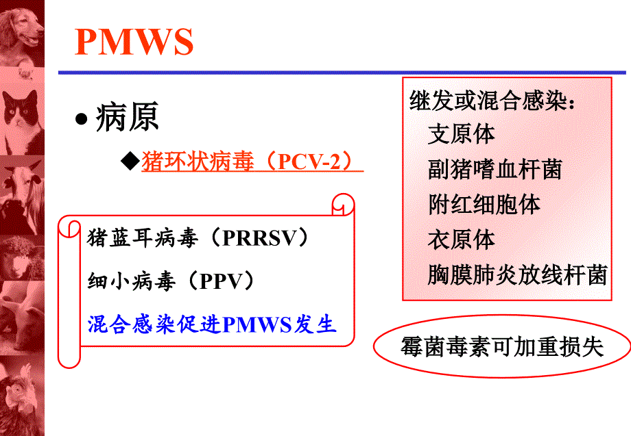 断奶仔猪多系统衰竭综合症_第2页