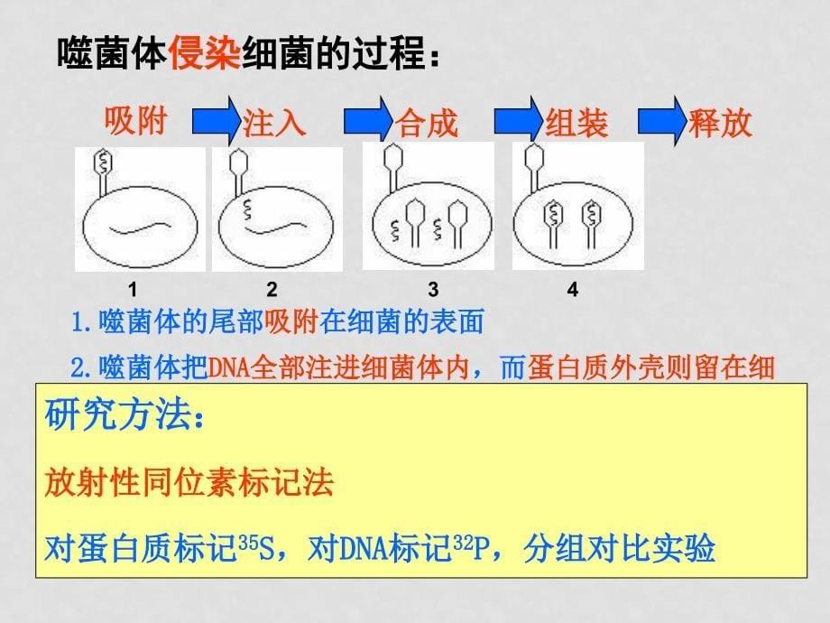 高考生物专题复习 遗传的物质基础 ppt_第5页