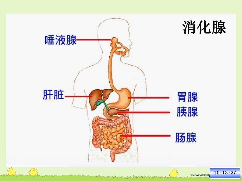 二节消化和吸收_第5页