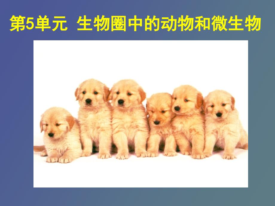 动物的运动方式_第1页