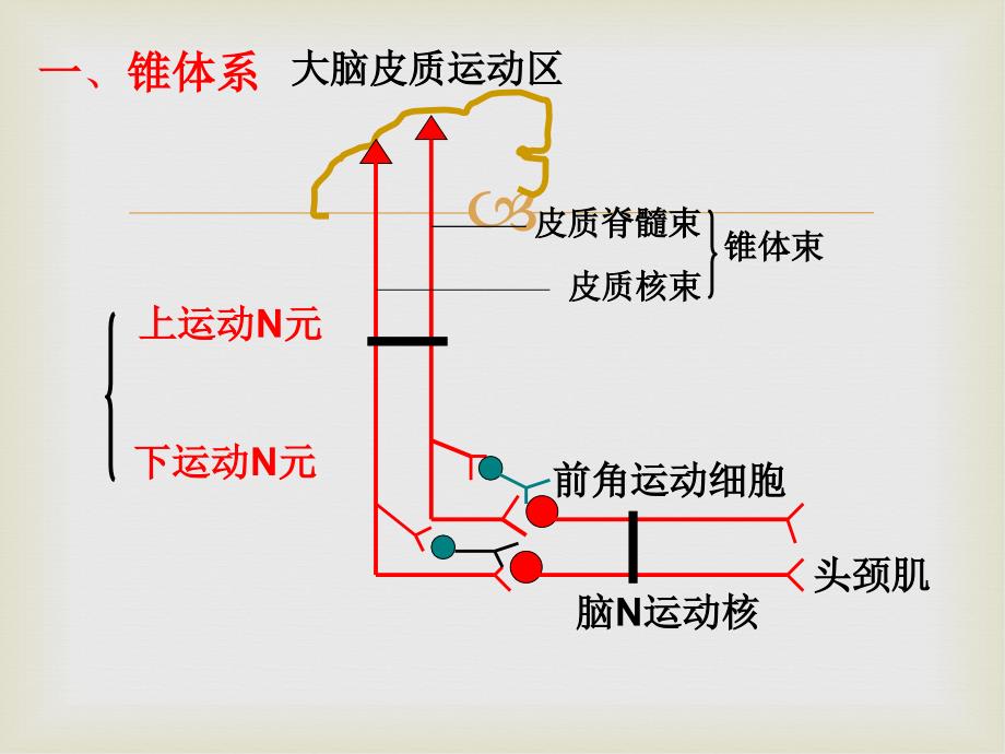 神经系统与运动控制_第3页