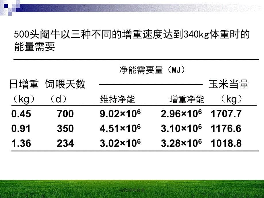 动物的采食量_第5页