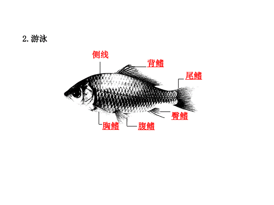 八年级第1-3章的复习.ppt_第2页