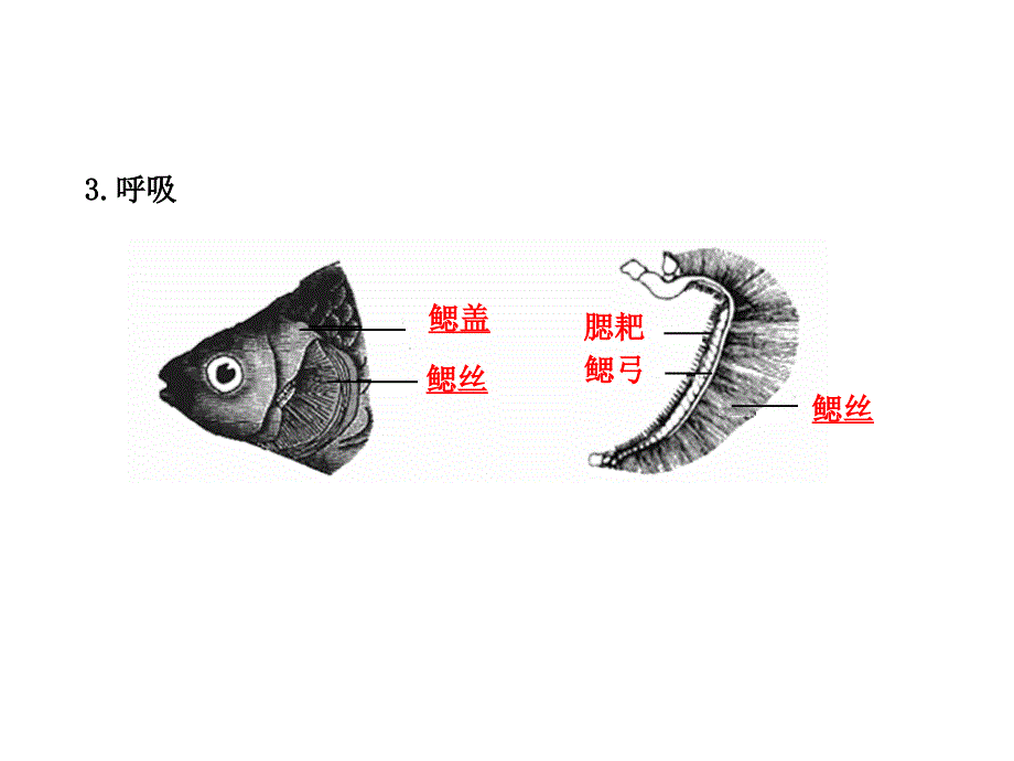 八年级第1-3章的复习.ppt_第4页