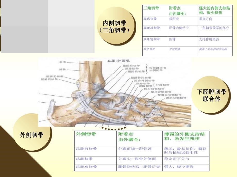 踝关节LH骨折分型_第5页