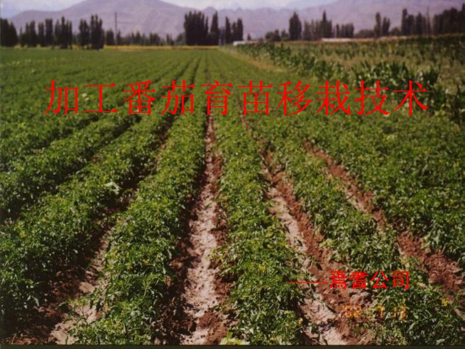 加工番茄育苗移栽技术.ppt_第1页