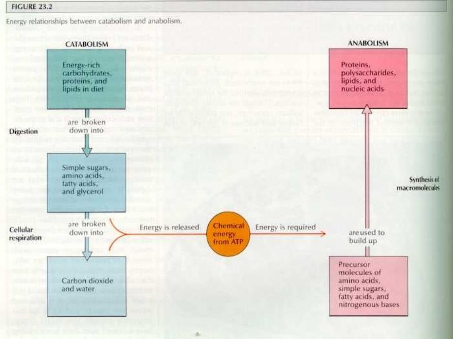 第七章能量代谢_第4页