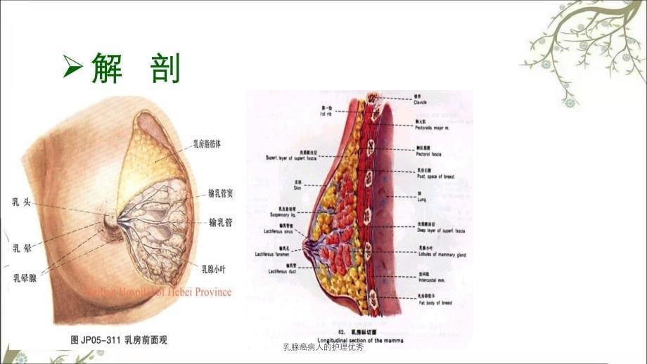 乳腺癌病人的护理优秀课件_第5页