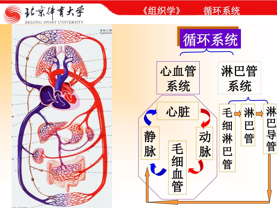 循环系统PPT演示课件_第2页