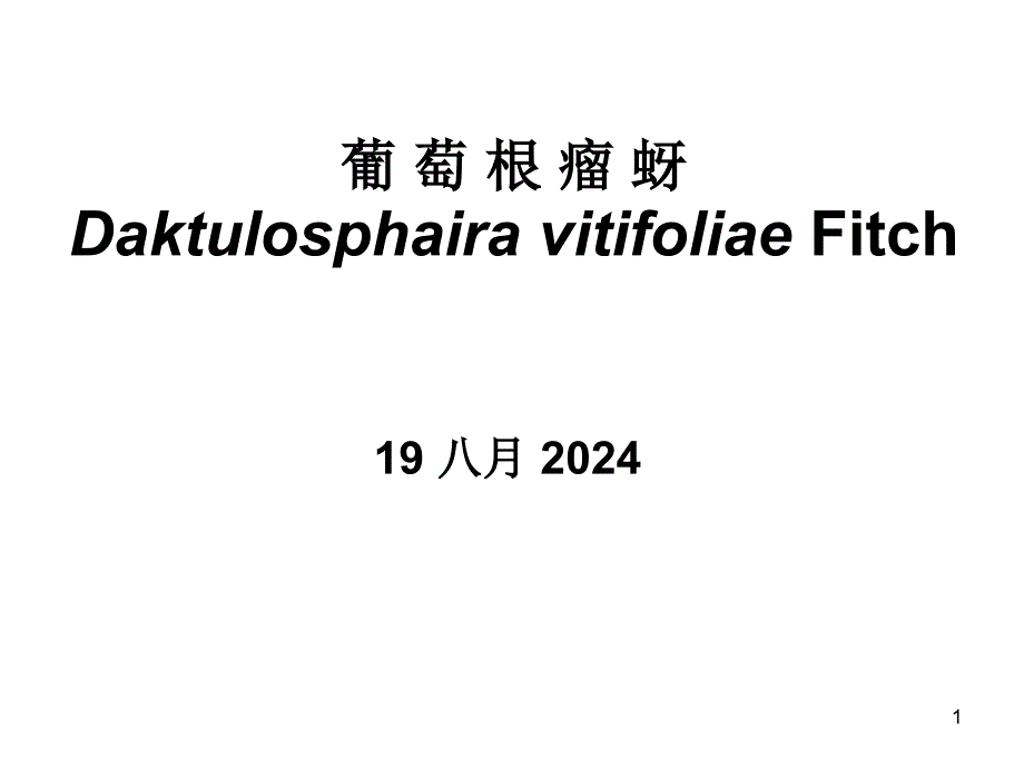 《葡萄根瘤蚜》PPT课件.ppt_第1页