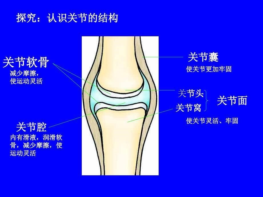 动物的运动和行为复习课件_第5页