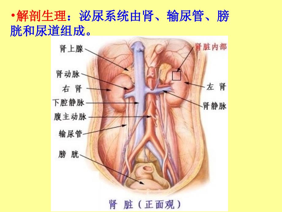 病理学肾小球肾炎与肾盂肾炎_第2页