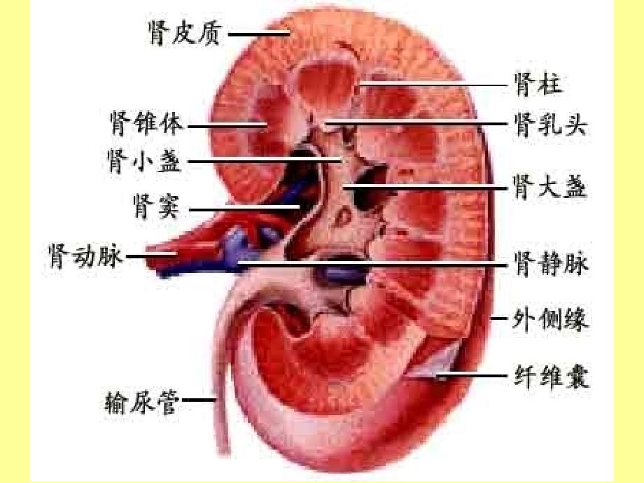 病理学肾小球肾炎与肾盂肾炎_第3页