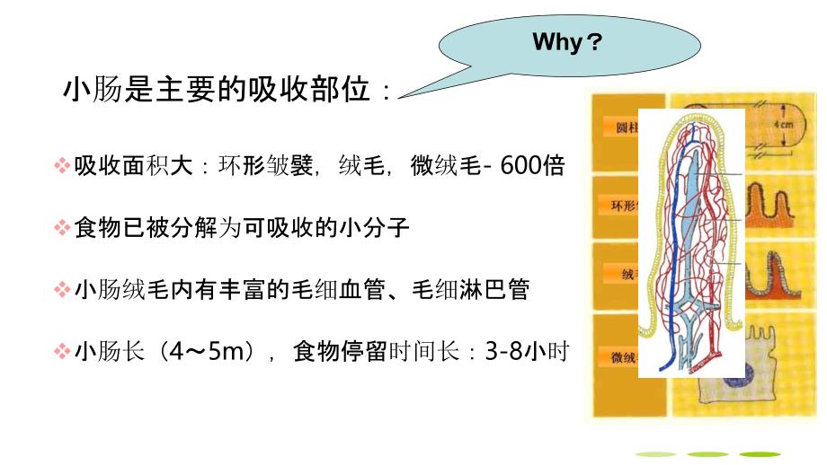 吸收的部位及途径.ppt_第3页