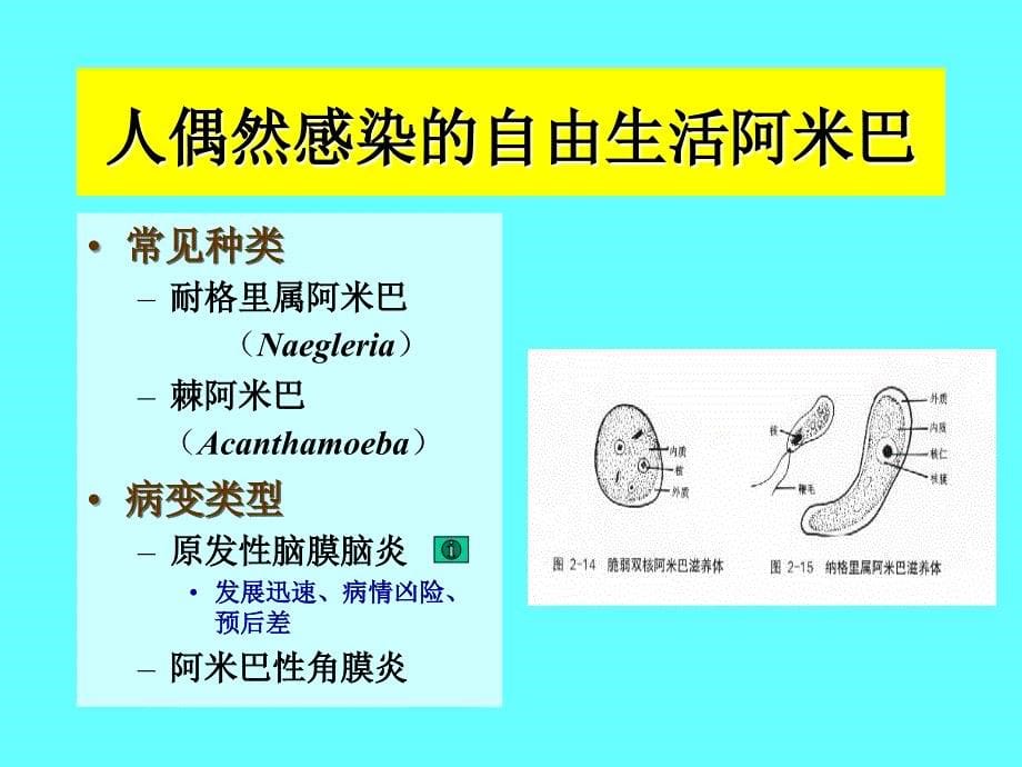 c寄生虫学第十二讲阿米巴课件_第5页