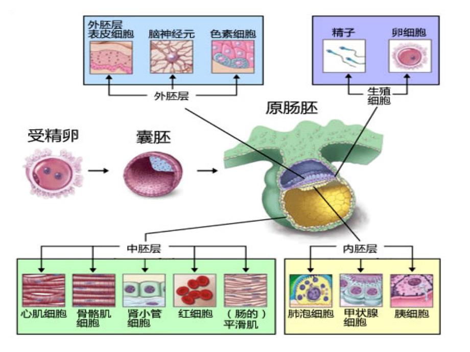 细胞分化的分子机制转录转录前和转录后课件_第3页