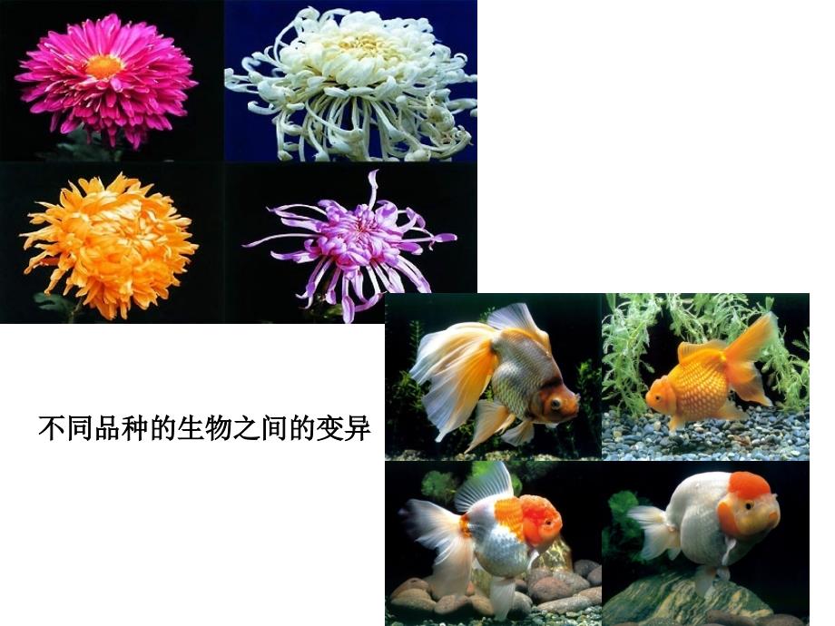 第五节_生物的变异_第3页