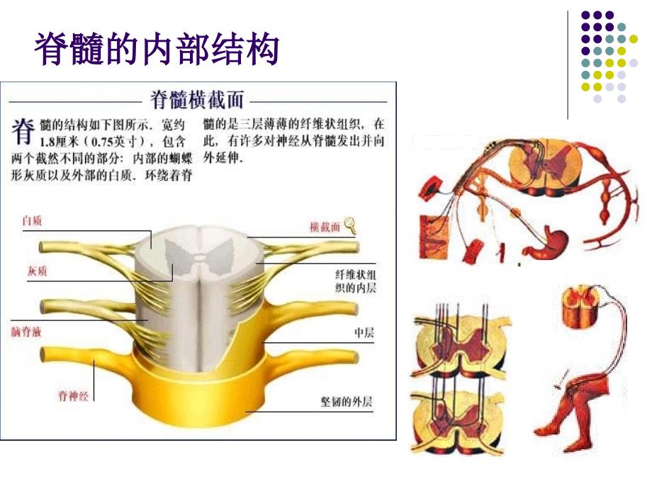 脊髓损伤临床综合征.ppt_第3页